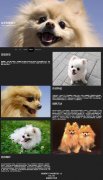 哈多利博美犬 单页面 宠物狗主题  bootstrap响应式布局
