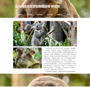 考拉 6页面 澳大利亚珍贵原始树栖动物-树袋熊  动物科普主题 带设计说明 