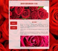 蔷薇科蔷薇属植物-玫瑰 2页面 花卉植物科普 带设计说明 