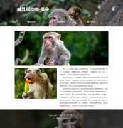 哺乳纲动物-猴子 3页面 动物科普主题
