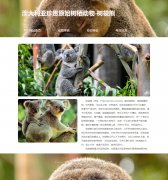 考拉 4页面 澳大利亚珍贵原始树栖动物-树袋熊 动物科普主题 带设计说明 