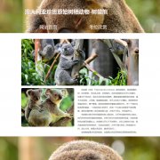 考拉 2页面 澳大利亚珍贵原始树栖动物-树袋熊 动物科普主题 带设计说明 
