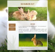 兔科兔属动物-兔子 2页面 动物科普主题