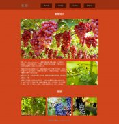 葡萄 4页面 藤本植物 水果 html5+css3布局 带JQuery图片轮播特效
