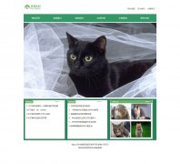宠物家园 6页面 宠物猫咪主题 信息专业门户网站 带注册登录留言表单 JS表单验证