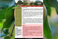 石榴果树种植营销基地 5页面 水果科普