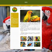 鹦鹉 3页面 Parrot 濒危物种 宠物 鸟类科普 HTML5 带设计说明 JS图片轮播特效