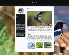喜鹊鸟 5页面 雀形目鸦科鹊属鸟类科普主题 HTML5 带设计说明 JS图片轮播特效