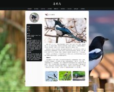 喜鹊鸟 9页面 雀形目鸦科鹊属鸟类科普主题 HTML5 带设计说明 JS图片轮播特效 注