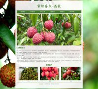 常绿乔木-荔枝 6页面 植物水果介绍   HTML5   带设计说明 轮播特效 滚动文字  A