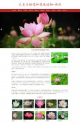 毛茛目睡莲科莲属植物-荷花 8页面 科普主题 HTML5 带jquery轮播特效 ASP+ACCESS数据