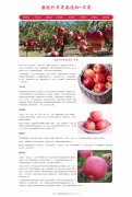 蔷薇科苹果属植物-苹果 8页面 HTML5+CSS3 带设计说明  ASP+ACCESS数据库 注册登录留言功能 搜索修改删除留言功能（增删查改