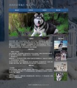 西伯利亚雪橇犬-哈士奇 宠物狗二哈 5页面 html5+css3 布局  带设计说明 JQuery图片轮播特效 asp+access数据库 注册登录留言功能