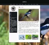 喜鹊鸟 15页面 雀形目鸦科鹊属鸟类科普 HTML5 带设计说明 JS轮播特效  ASP+access数