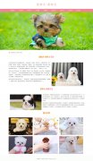 宠物犬-茶杯犬 9页面 犬科哺乳动物 世界上最小的犬种 宠物狗狗 带设计说明 
