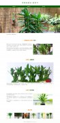常绿亚灌木-富贵竹 单页面 绿植 植物花卉科普   带设计说明 jquery图片轮播特效
