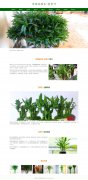 常绿亚灌木-富贵竹 15页面 绿植 植物花卉科普 带设计说明 jquery图片轮播特效 注册登录留言表单 JS表单验证