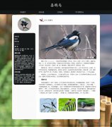 喜鹊鸟 6页面 雀形目鸦科鹊属鸟类科普主题 HTML5 带设计说明 JS图片轮播特效  ASP+ACCESS数据库 注册登录功能 用户权限管理 admin管理员修改用户信息功能