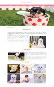 宠物犬-茶杯犬 16页 犬科哺乳动物 宠物狗狗 带设计说明 轮播特效  PHP+MYSQL数据