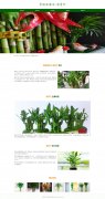 常绿亚灌木-富贵竹 12页面 绿植 植物花卉科普 带jquery图片轮播特效  PHP+MYSQL数据