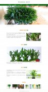 常绿亚灌木-富贵竹 16页面 绿植 植物花卉科普 带设计说明 轮播特效 PHP+MYSQL数据库 注册登录留言功能 后台管理系统 权限管理 用户管理 新闻管理 留言管理 添加删除搜索修改(增删查改)