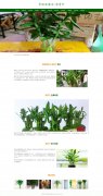 常绿亚灌木-富贵竹 21页 绿植 植物花卉科普 带带设计说明 轮播特效 PHP+MYSQL数据