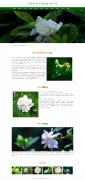 茜草科栀子属植物-栀子花 21页  鲜花花卉 带设计说明 轮播特效 PHP+MYSQL数据库 注册登录留言功能 后台管理系统 权限管理 用户管理 新闻管理 留言管理 添加删除搜索修改(增删查改)
