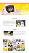 宠物犬-茶杯犬 30页面 犬科哺乳动物 世界上最小的犬种 宠物狗狗 带设计说明