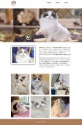 宠物布偶猫 单页面 动物宠物猫科普 HTML5+CSS3 带JS图片轮播特效 